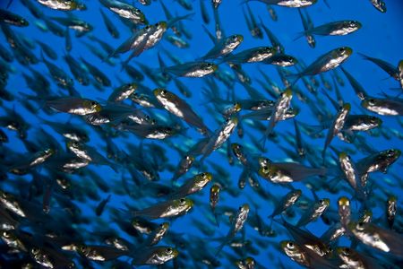glassfishの写真素材