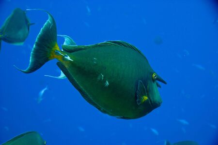 bluespine unicornfish naso unicornis)の写真素材