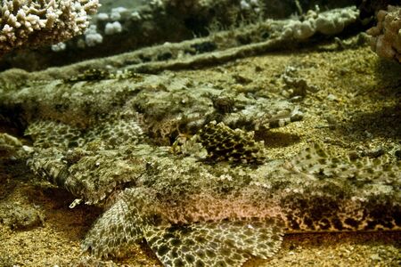 indean ocean crocodilefish (papilloculiceps longiceps)の写真素材