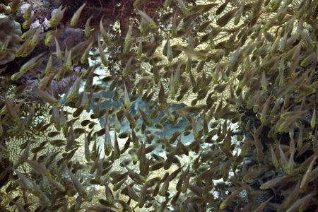 glassfishの写真素材