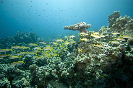 Yellowtail snapper (Ocyurus chrysurus)の写真素材