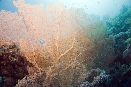 seafanの写真素材