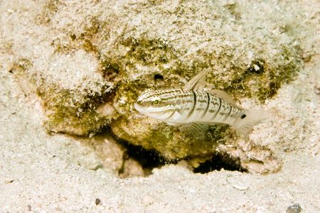 tailspot goby (amblygobius albimaculatus)の写真素材