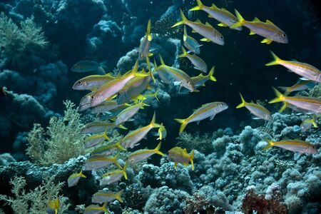 Yellowtail snapper (Ocyurus chrysurus)