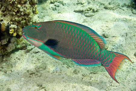 parrotfishの写真素材