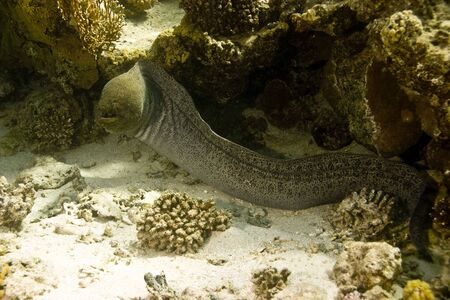 giant moray (gymnothorax javanicus)