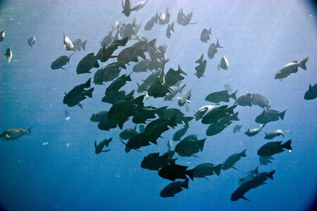 black and white snapper (Macolor niger)の写真素材