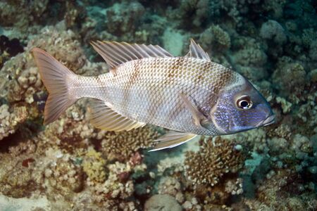 orange-striped emperor (lethrinus obsoletus)の写真素材