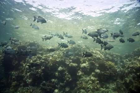 black and white snapper (Macolor niger)