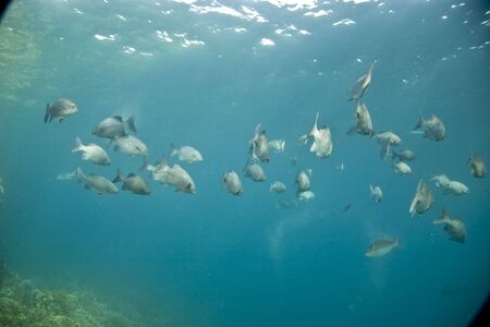 black and white snapper (Macolor niger)