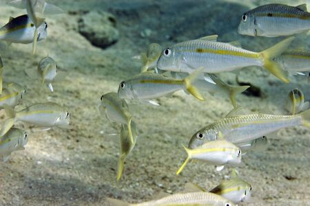 yellowstriped goatfish (mulloidichthys flavolineatus)