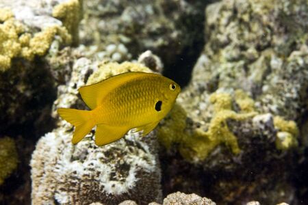 sulphur damsel (pomacentrus sulfereus)の写真素材