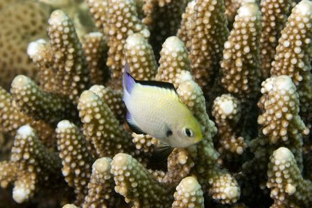 dascyllus (dascyllus marginatus)の写真素材