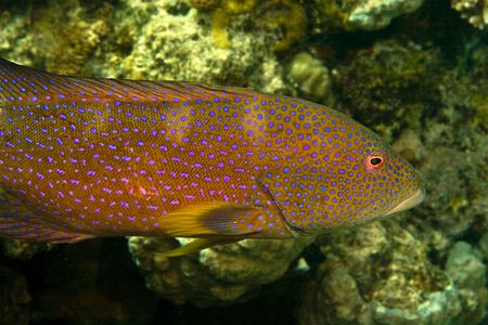 lyretail grouper (variola louti)