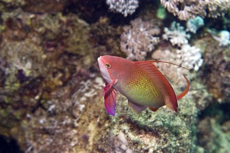 lyretail anthias (pseudanthias squamipinnis)の写真素材