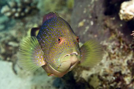 lyretail grouper (variola louti)の写真素材