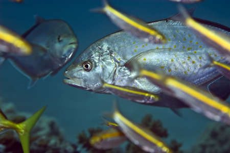 orangespotted trevally (carangoides bajad)の写真素材