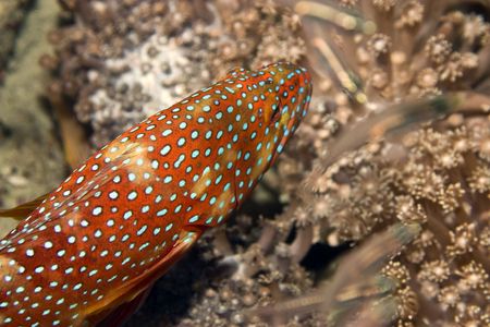 halfspotted hind (cephalopholis hemistiktos)