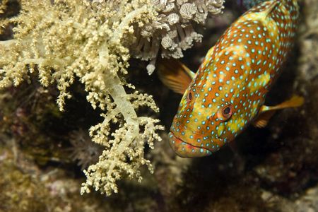 halfspotted hind (cephalopholis hemistiktos)の写真素材