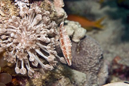 longnose hawkfish (cirrhitus pinnulatus)の写真素材