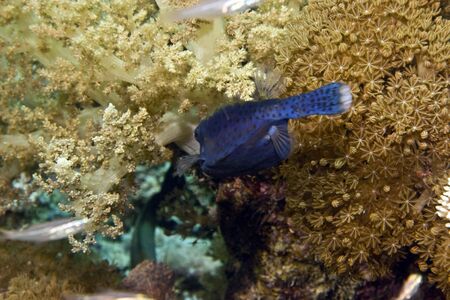 bluetail trunkfish (ostracion cyanurus)