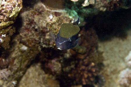 bluetail trunkfish (ostracion cyanurus)の写真素材