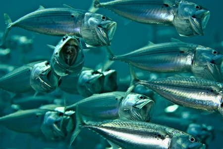 striped mackerel (rastrelliger kanagurta)の写真素材