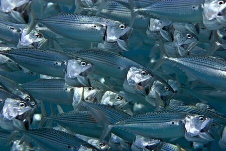 striped mackerel (rastrelliger kanagurta)の写真素材
