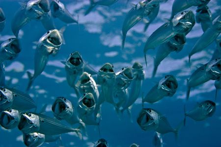 striped mackerel (rastrelliger kanagurta)