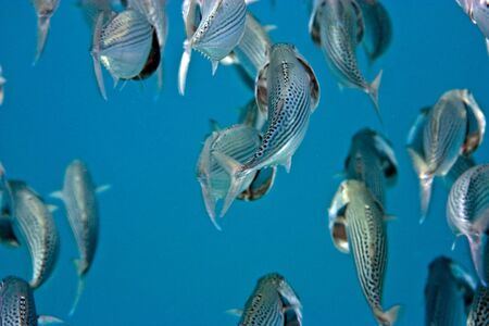 striped mackerel (rastrelliger kanagurta)の写真素材