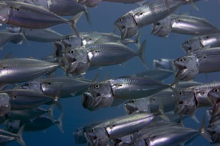 striped mackerel (rastrelliger kanagurta)の写真素材