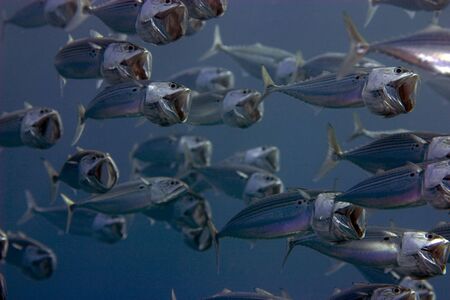 striped mackerel (rastrelliger kanagurta)の写真素材