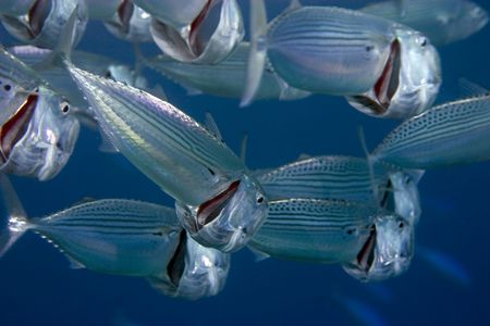 striped mackerel (rastrelliger kanagurta)の写真素材