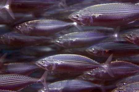 striped mackerel (rastrelliger kanagurta)の写真素材