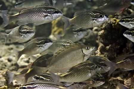 rivulated rabbitfish (siganus rivulatus)