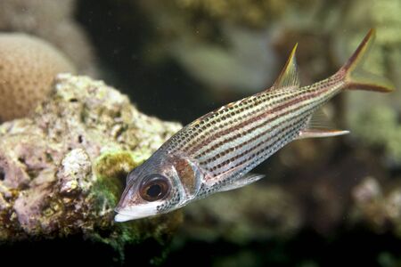 spotfin squirrelfish (neoniphon sammara)の写真素材