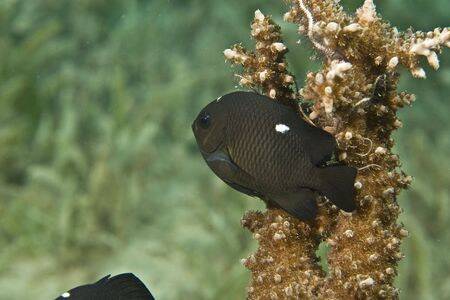 three-spot dascyllus (dascyllus trimaculatus)の写真素材