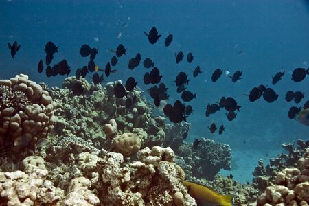 coral and fish