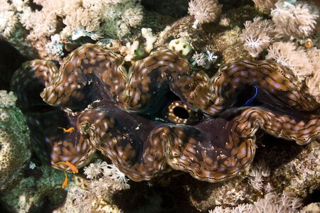 fluted giant clam (tridacna squamosa)の写真素材