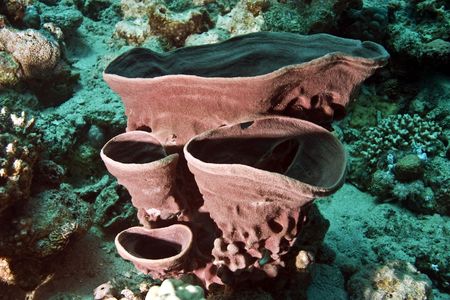 prickly tube-sponge (callyspongia crassa)の写真素材