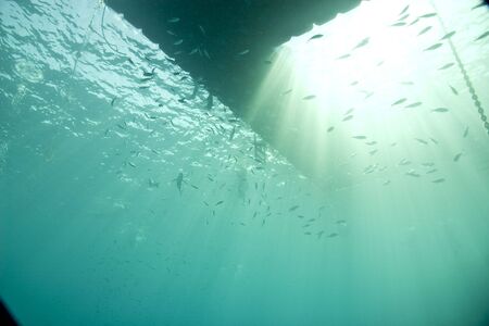 ocean and fishの写真素材