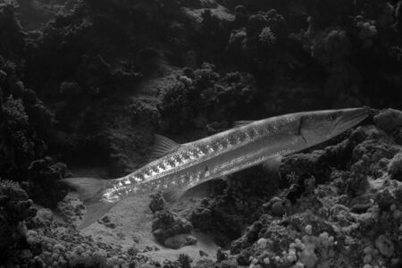 great barracuda (sphyraena barracuda)の写真素材