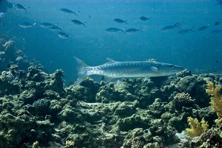great barracuda (sphyraena barracuda)の写真素材