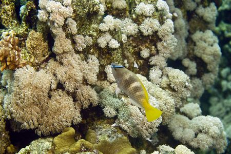 parrotfish and cleener wrasse