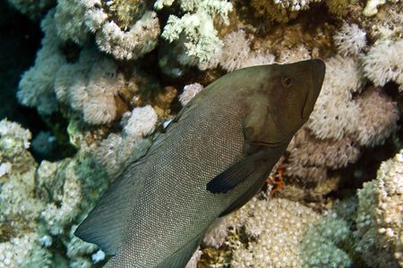 red mouth grouper (aethaloperca rogaa)