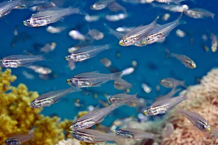 glassfishの写真素材