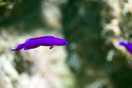 orchid dottyback (pseudochromis fridmani)の写真素材