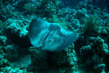 Black-Blotched Stingray (Taeniura meyeni)
