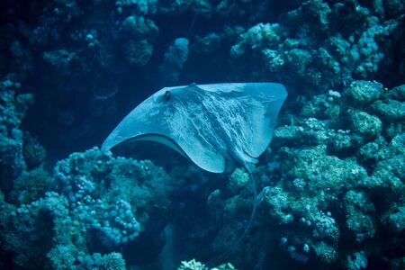 Black-Blotched Stingray (Taeniura meyeni)の写真素材