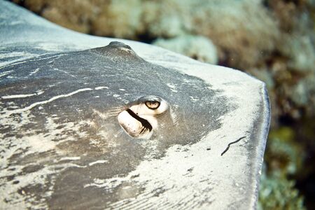 Black-Blotched Stingray (Taeniura meyeni)